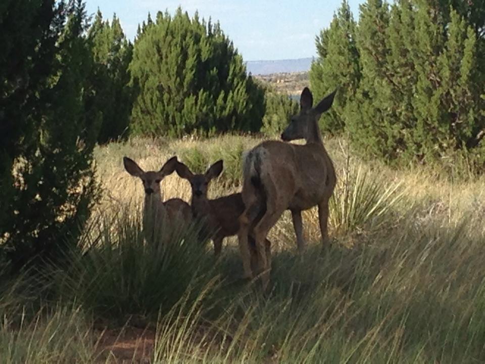 Deer at Conchas Lake, N.M. Most Conchas Lake Project areas are managed for wildlife habitat.